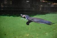 Imagine atasata: Zoo Berlin 0374.JPG